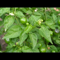 Piment - Capsicum baccatum L. - variete Dulce nombres (fort) (2)